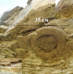 Аммонит Epivirgatites sp.