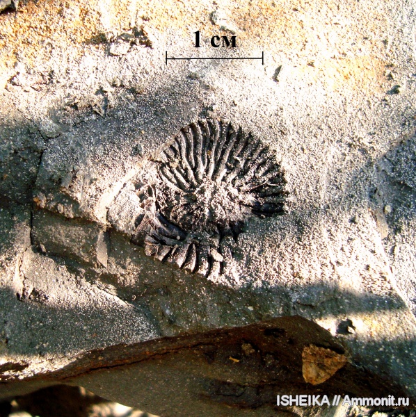 юра, сланцевая глина, Jurassic