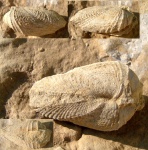 Pholadomya sp.