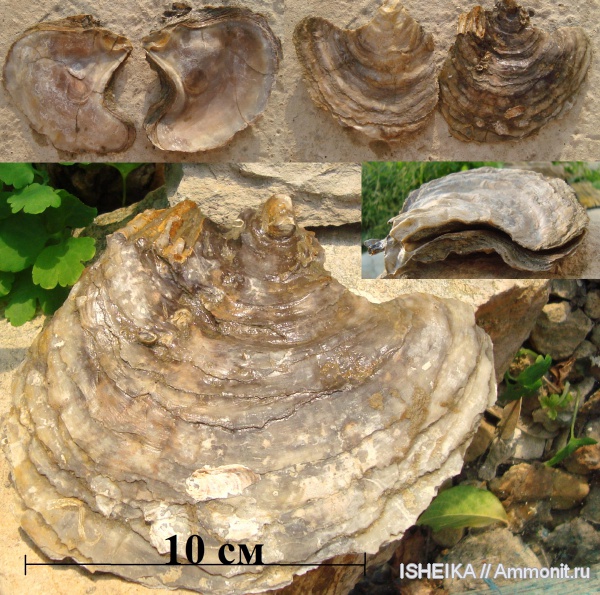 моллюски, юра, двустворчатые моллюски, Ostrea, Jurassic