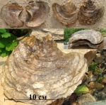 Ostrea sp.