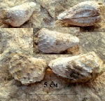 Trigonia sp.
