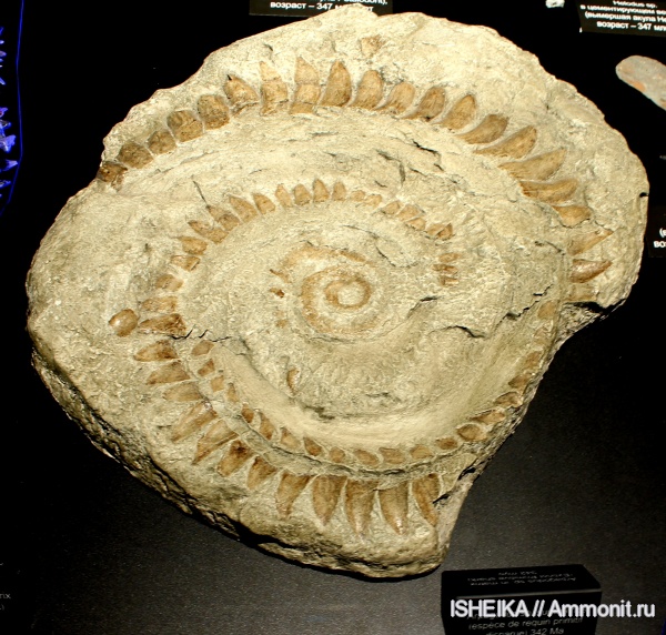акулы, Helicoprion, зубная спираль, sharks