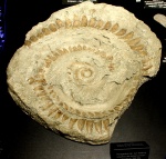 Helicopron whorl