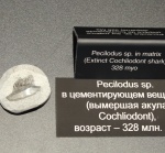 Pecilodus sp.