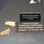 Вымершая гребнезубая шестижаберная акула