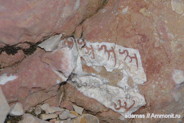 Адыгея, Гора Оштен, Nerineidae