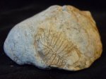 верхнеюрский коралл Rhipidogyra sp.