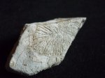 коралл??