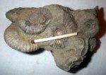 Россыпь аммонитов в известняковой матрице
