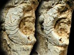 Domatoceras cf. mosquense (Tzwet.)