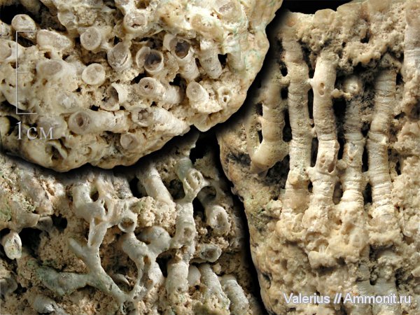 карбон, колониальные кораллы, табуляты, Tabulata, Syringoporida, сирингопоры