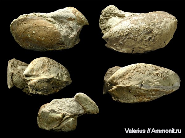 моллюски, триас, двустворчатые моллюски, Triassic