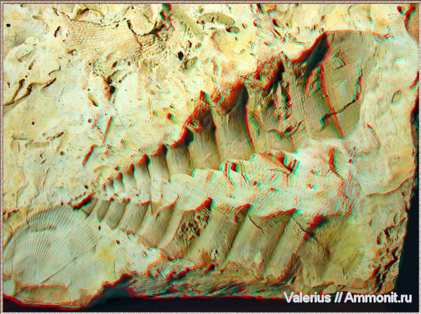 3D-галерея анаглиф изображений карбоновой фауны.