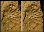 3D-галерея кросс изображений карбоновой фауны.