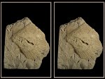 Верхнекарбоновый гребешок Pernopecten sp.