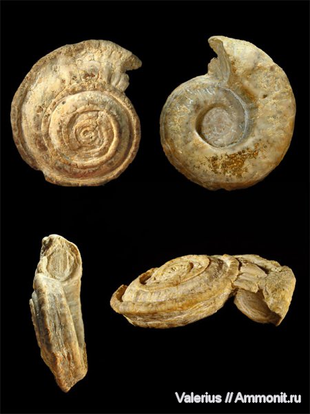 гастроподы, карбон, Гжель, Omphalotrochus