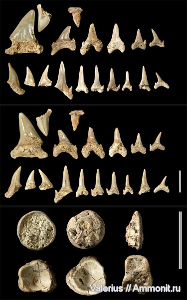 мел, сеноман, зубы акул, позвонки, Варавино, Cenomanian, Cretaceous, shark teeth