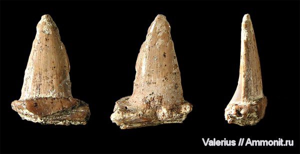 мел, рыбы, зубы, сеноман, Варавино, Cenomanian, Cretaceous, fish, teeth