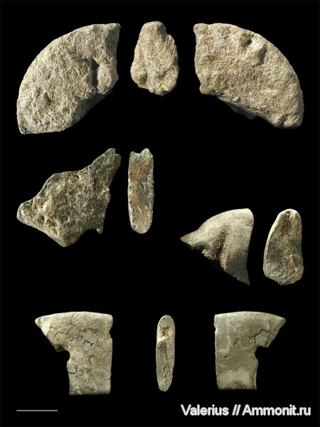аммониты, мел, сеноман, Schloenbachia, Ammonites, Варавино, Cenomanian, Cretaceous