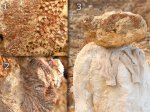 Chaetetes, Petalaxis обрастание колонии.