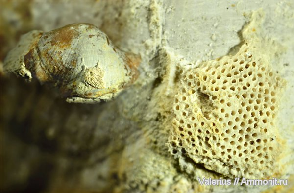 карбон, мшанки, Choristites, Воробьевский карьер, обрастание, encrustation of brachiopods, Epizoans