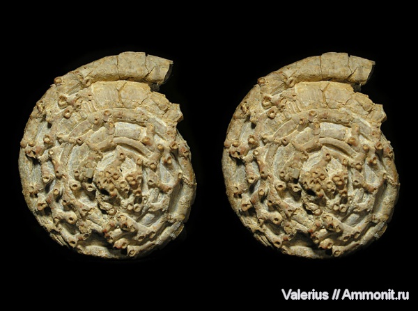 гастроподы, карбон, Гжель, Omphalotrochus, Aulopora, 3D-изображения, обрастание, Auloporida, Epizoans