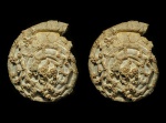 Омфалотрохус (Omphalotrochus) из Гжели