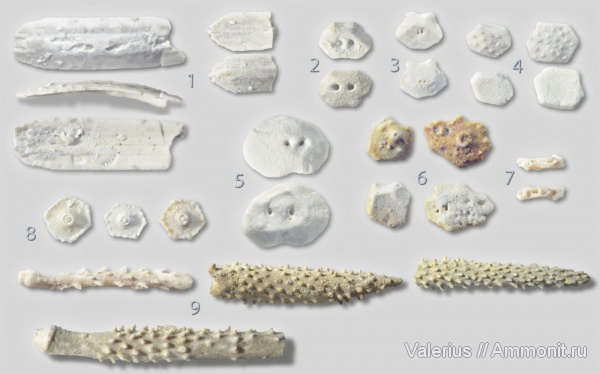 морские ежи, карбон, Archaeocidaris, средний карбон