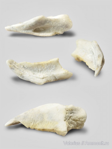 морские ежи, карбон, Archaeocidaris, эхиноидеи, Echinoidea, средний карбон