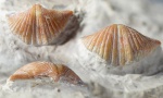 Брюшная створка Brachythyrina kleini