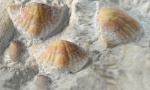 Спинная створка Brachythyrina