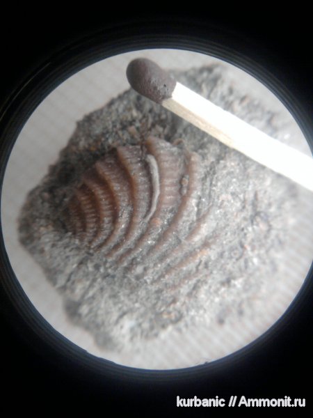 Quadratotrigonia