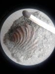 quadratotrigonia nodosa   начальная стадия жизни