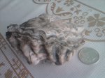 двустворчатый моллюск-ostea