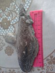 двустворчатый моллюск..pinna