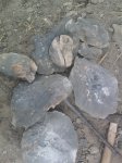 аммониты  с валунов