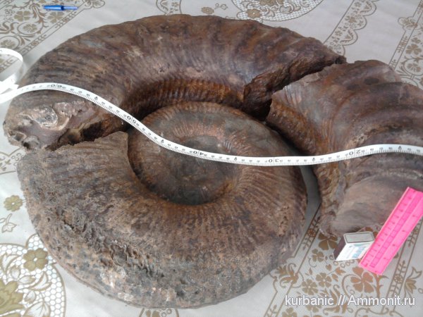 Ammonitoceras