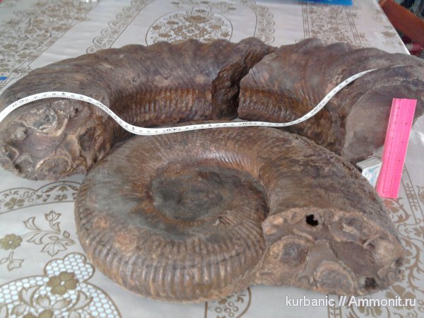 Ammonitoceras