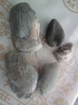 двустворчатые моллюски