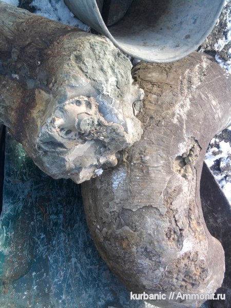 Lytoceratina