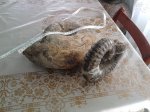 аммониты
