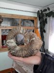 жиллая камера аммонита