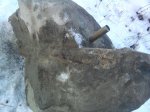 окаменелое дерево в конкреции