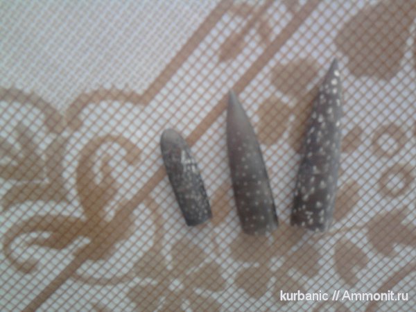 белемниты, ихнофоссилии, Rogerella, belemnites