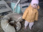 аммонит великан.