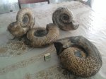 аммониты с мелових скал.