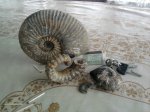 аммониты разниых видов