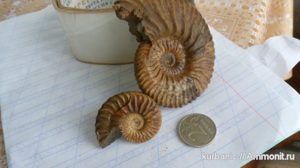 Deshayesites, Deshayesitidae, Aptian