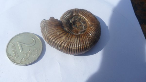 аммониты, Binatisphinctes, Ammonites
